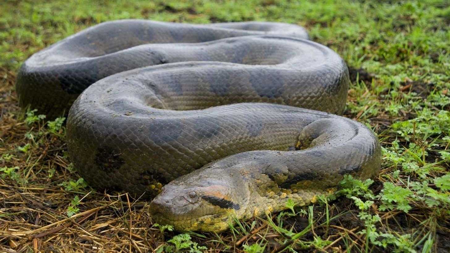 Топ 10: самые длинные змеи в мире - фото, названия и характеристика