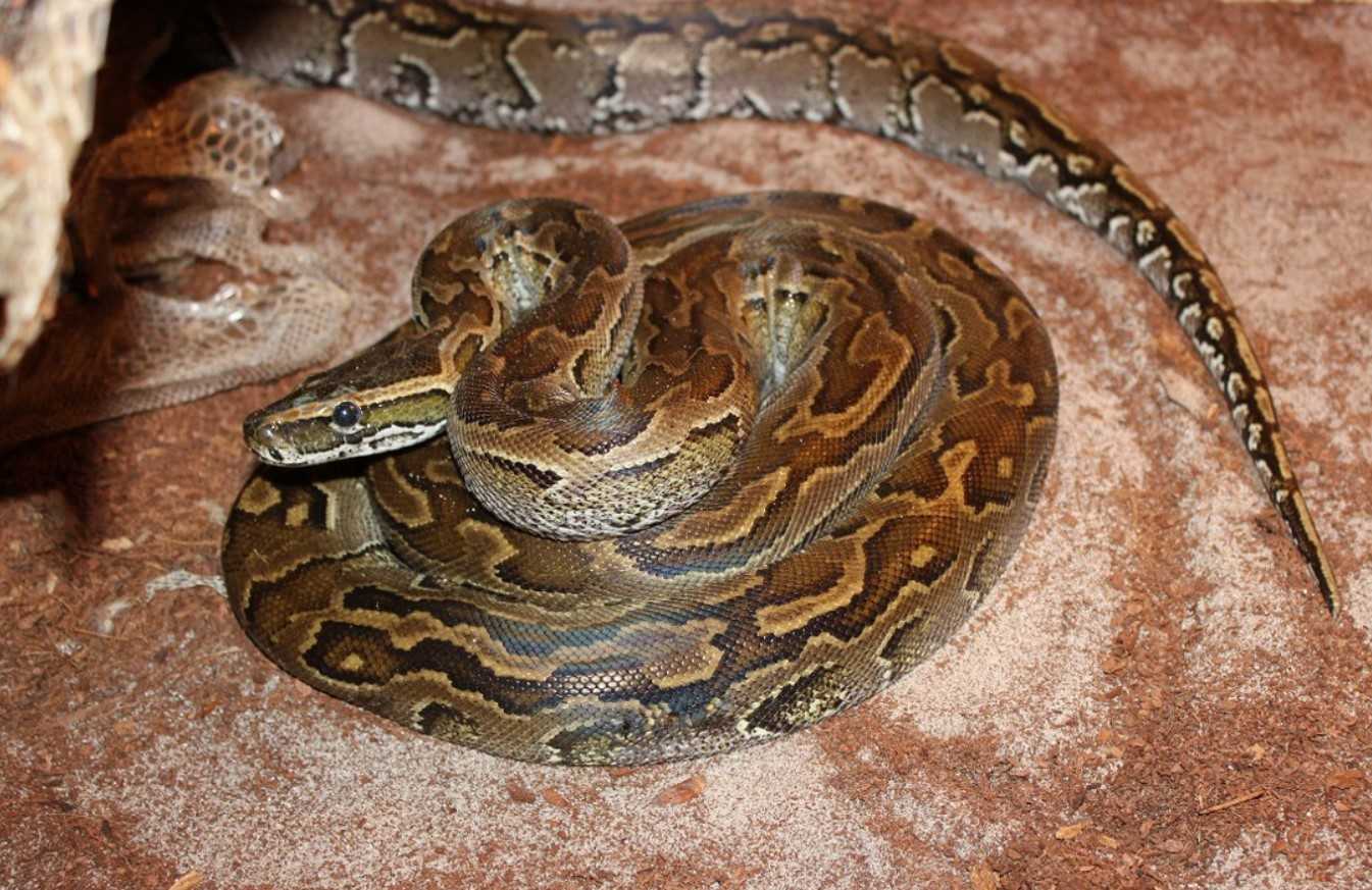 Самые длинные змеи в мире. 10 самых больших видов змей планеты