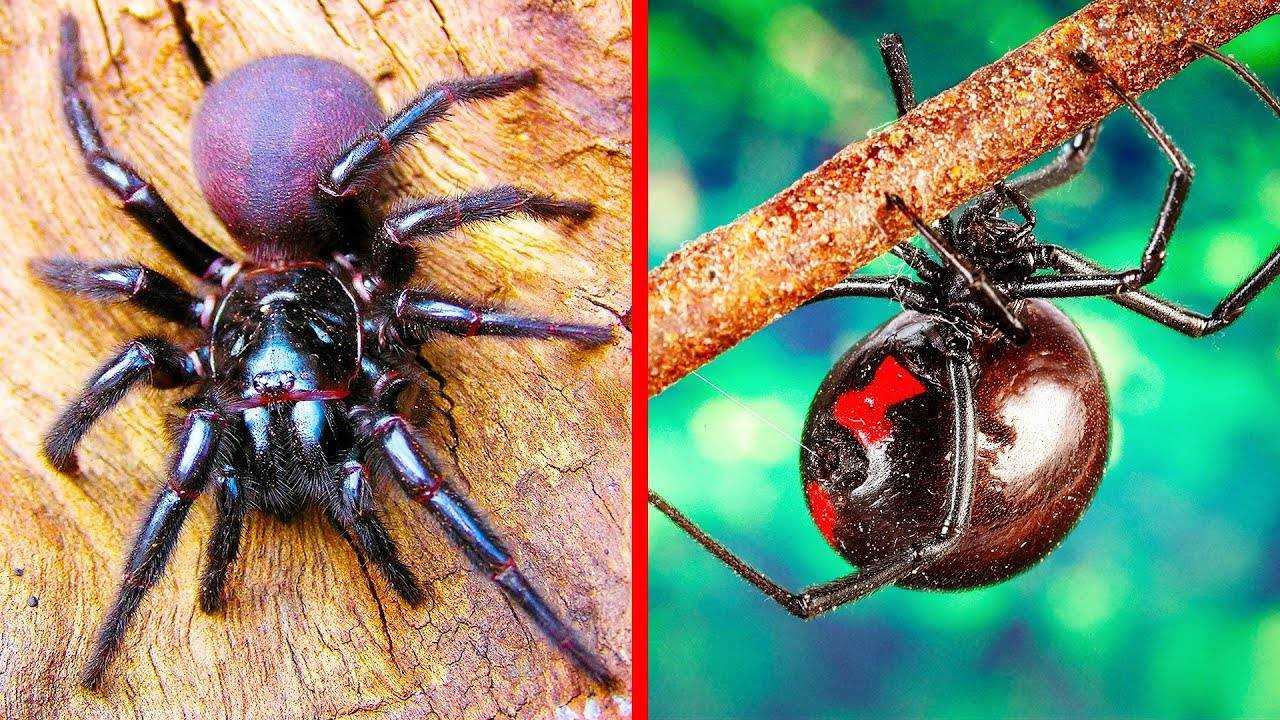 10 самых опасных пауков в мире