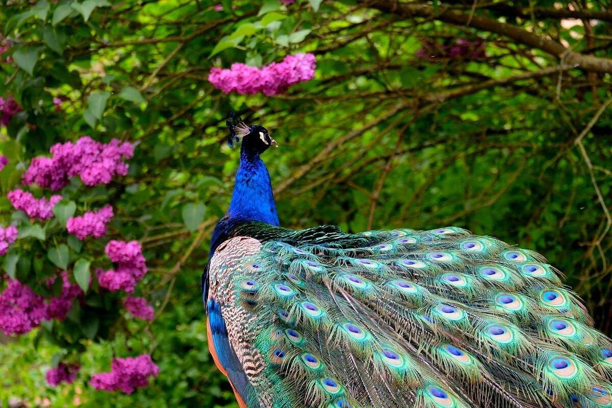 Самые красивые птицы в мире: топ-10 фото с названиями. редкие виды особей планеты (большие, с хохолком, хвостом веером и другие)