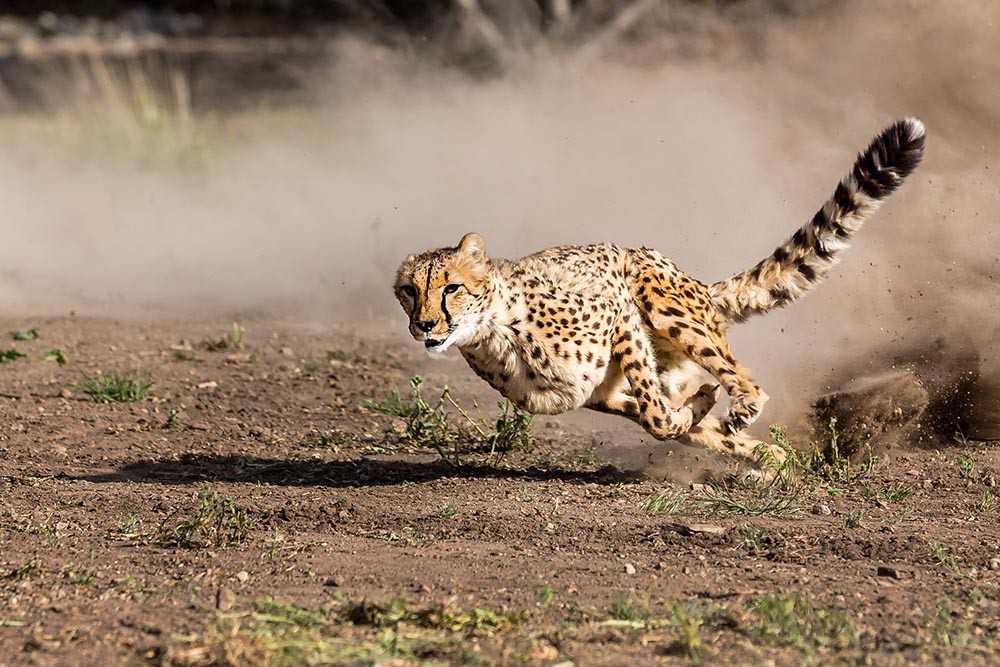 10 самых быстрых животных в мире - 5 мая 2021