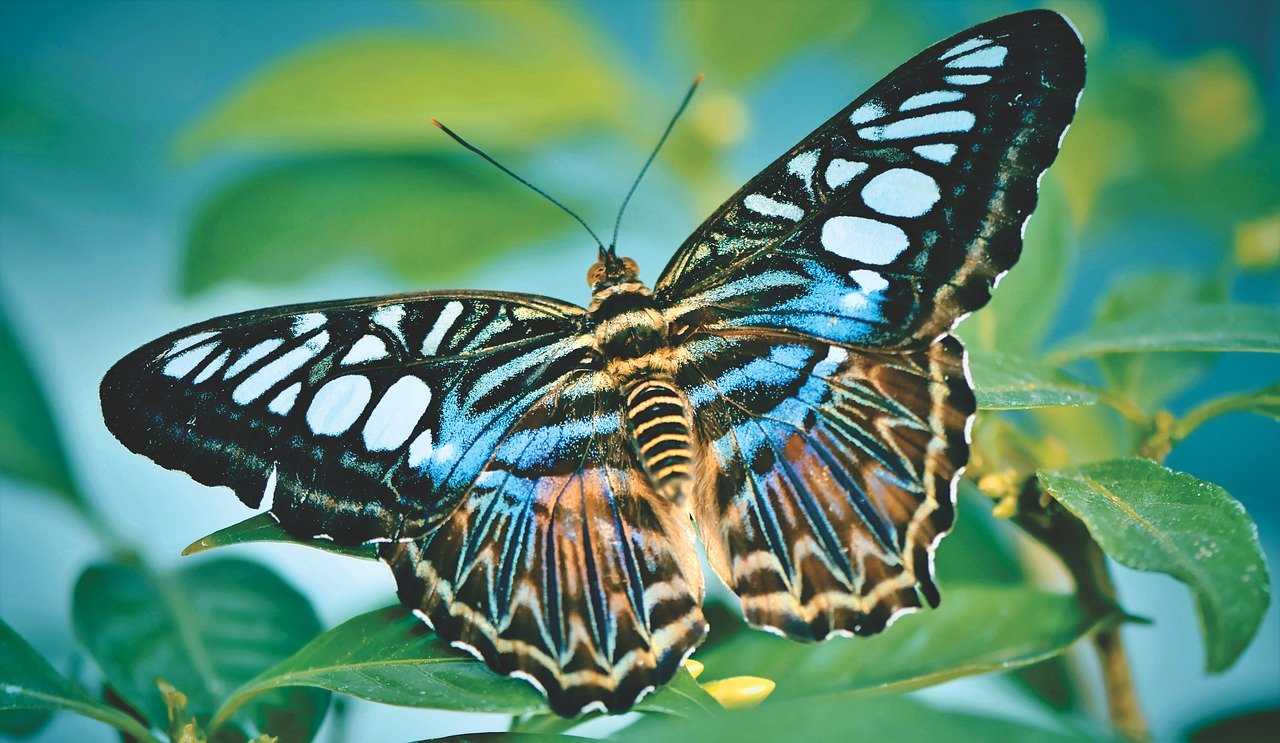 Самые красивые бабочки в мире: фото, видео, названия, описание