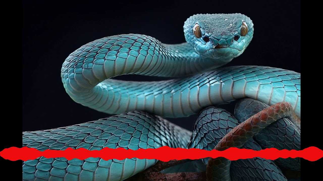 Топ-10 самых длинных змей в мире – невероятные рекордсмены