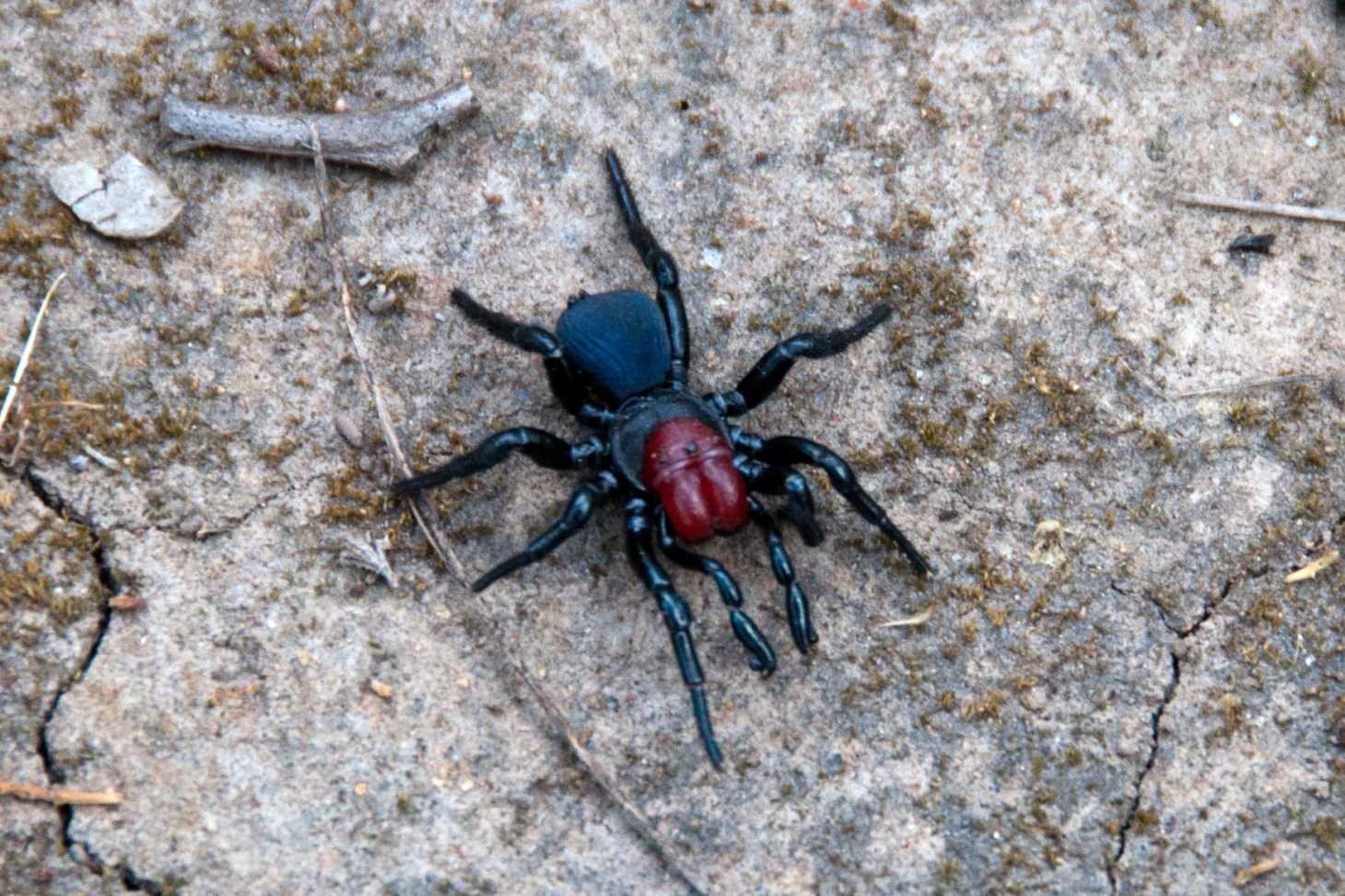 Самые страшные пауки в мире: 10 фотографий жутких членистоногих