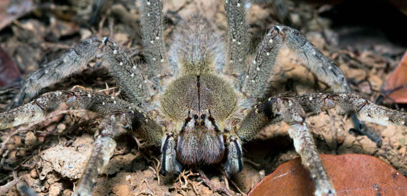 Самые ядовитые и опасные пауки в мире топ-10. фото, где обитают