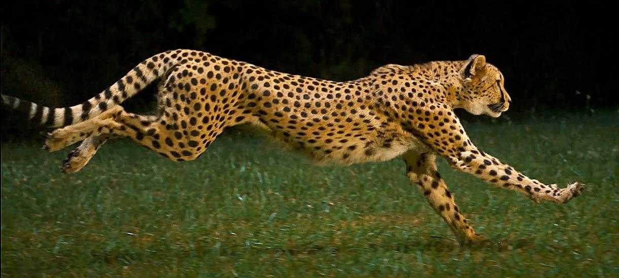 Самые быстрые животные в мире