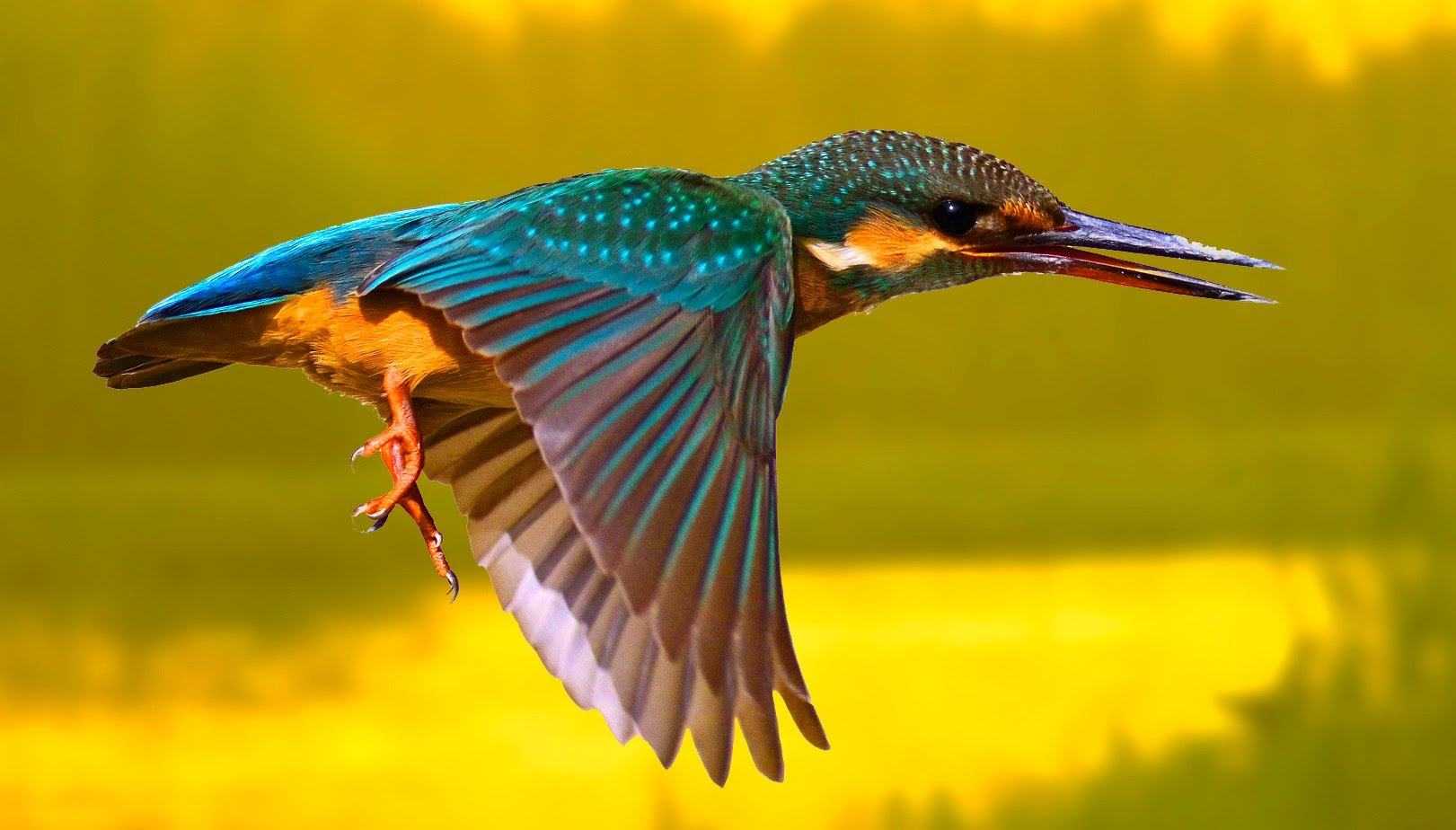 Самые красивые птицы в мире: названия, описания :: syl.ru