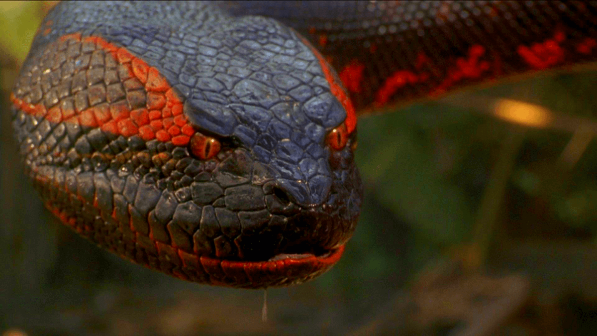 Какая змея самая ядовитая на земле — фото и описание опаснейших змей планеты