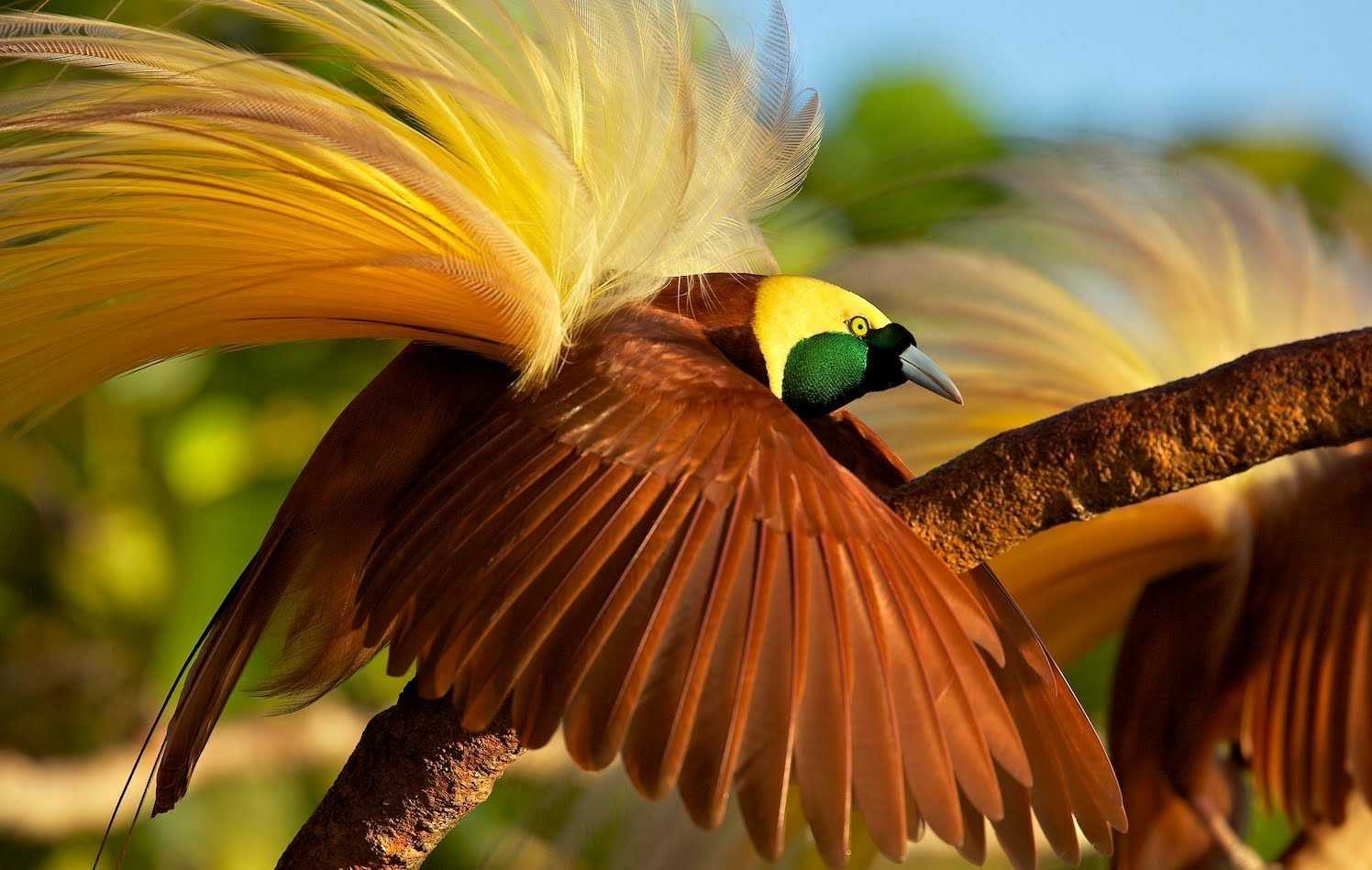 Топ 10 самые красивые птицы в мире