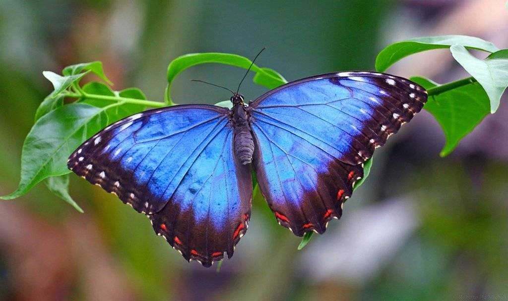 Самые большие бабочки в мире, удивительные фото