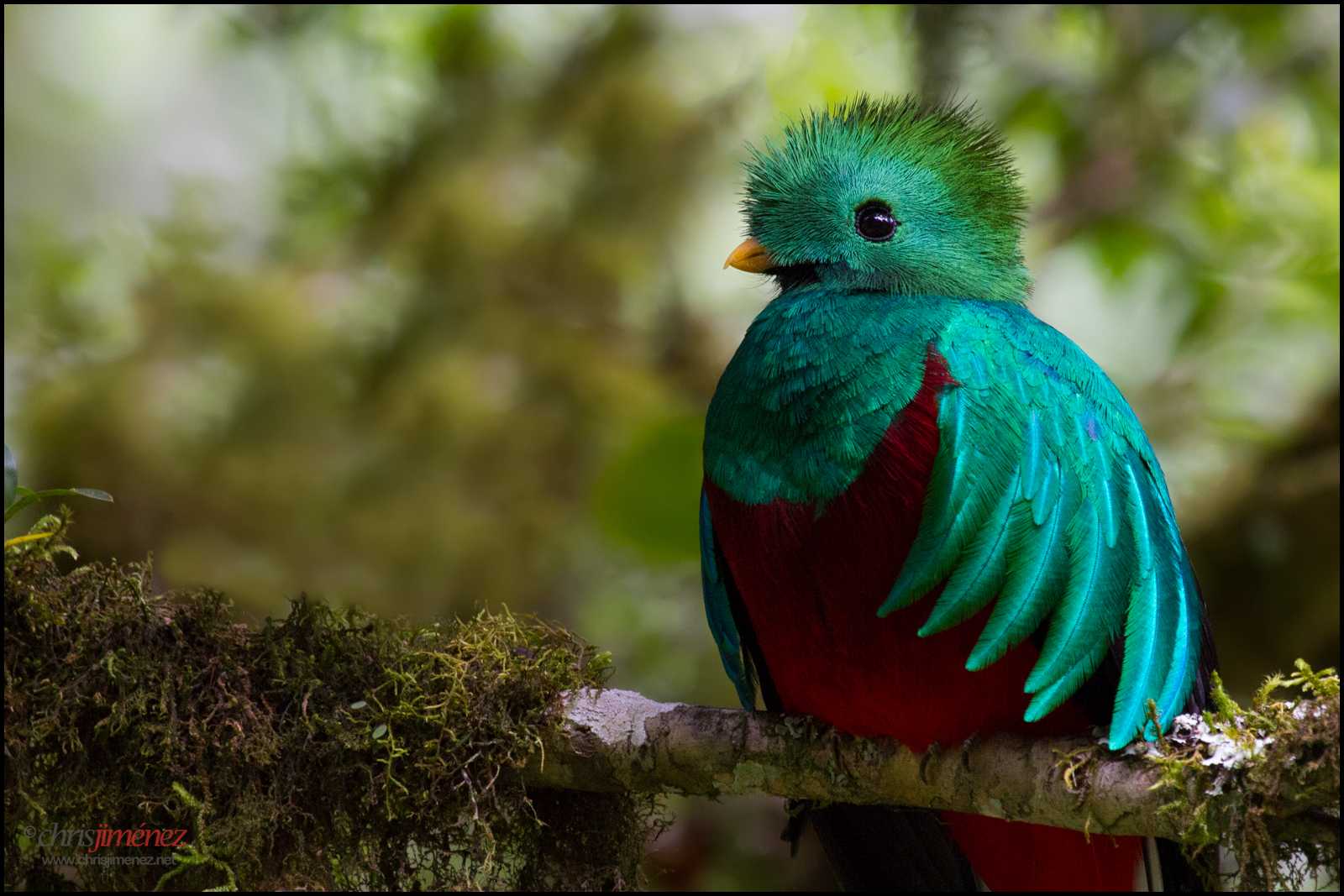 Самые красивые птицы мира — авторский релиз, топ 49 (фото 99)