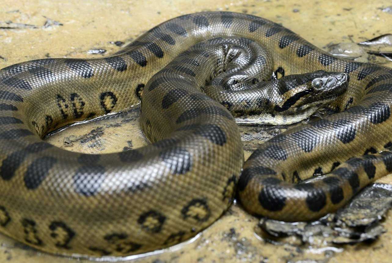 Самые маленькие змеи в мире: топ-10 фото с названиями рекордсменок планеты