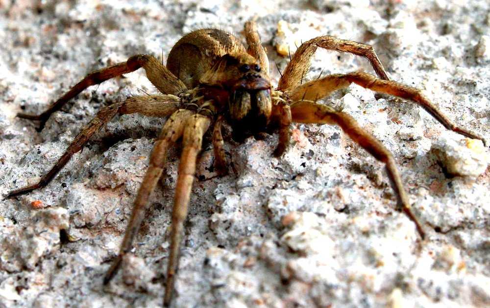 Ядовитые пауки. топ-16 самых опасных пауков в мире