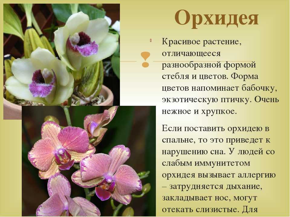 Орхидея, чей цветок мужской или женский? значение, кто набивает ...