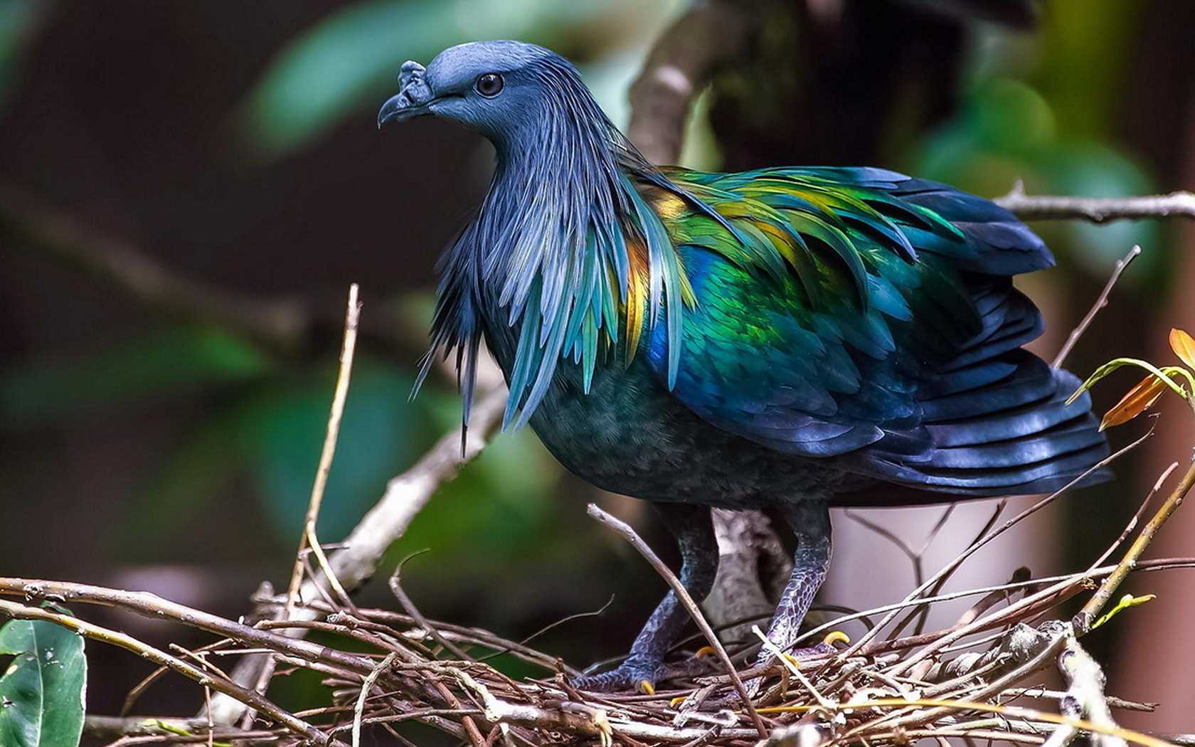 Самые красивые птицы в мире (30 фото, факты)