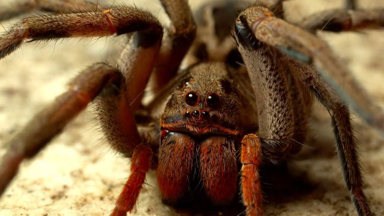 Редкие пауки со всего мира: описания и фото