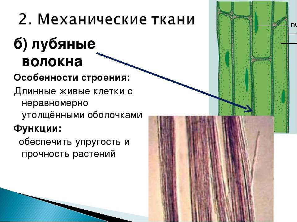 Какую функцию выполняют древесины волокна у растений. Функции лубяных волокон биология 6 класс. Механическая ткань древесные и лубяные волокна. Механическая ткань лубяные волокна Проводящая ткань растений. Лубяные волокна функции.