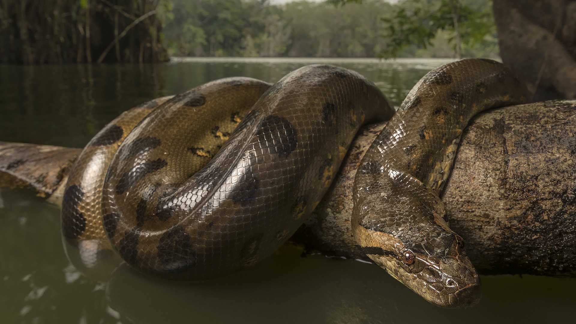 Ядовитая и самая длинная змея в мире :: syl.ru