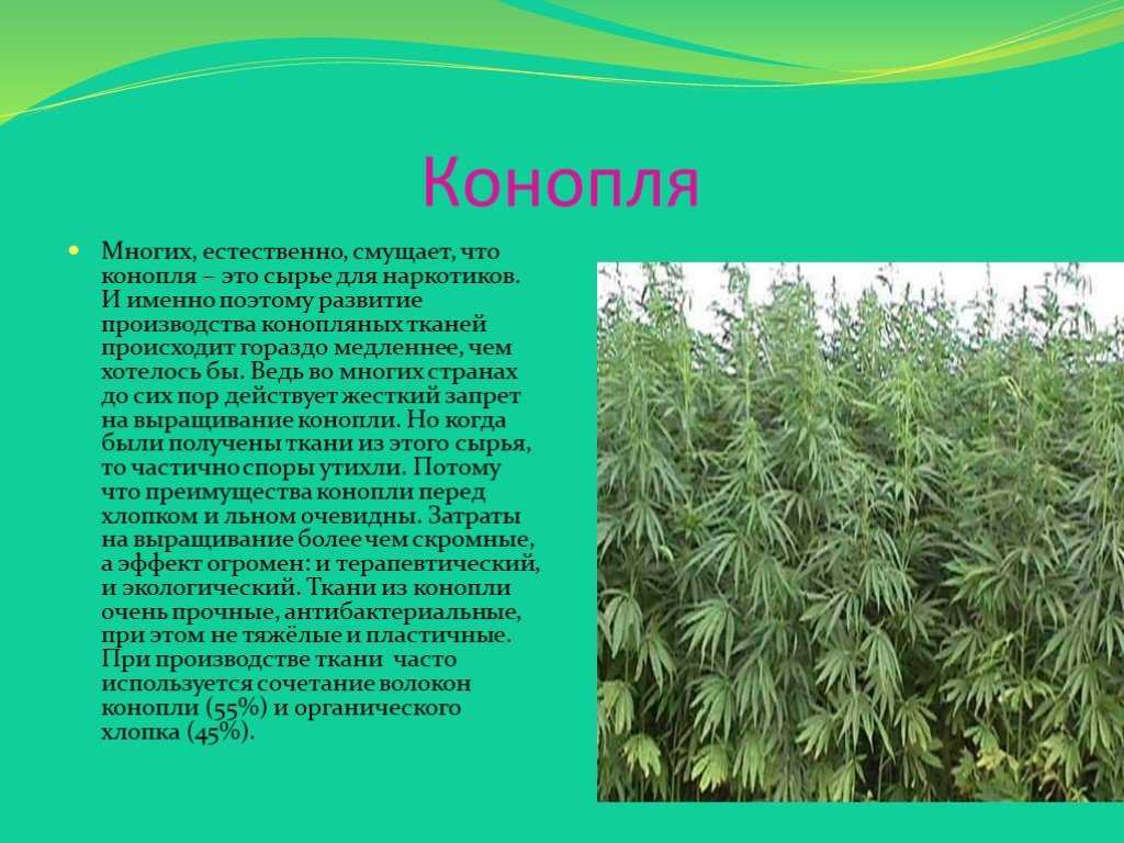 Конопля полезное растение как купить семена конопляные в украине