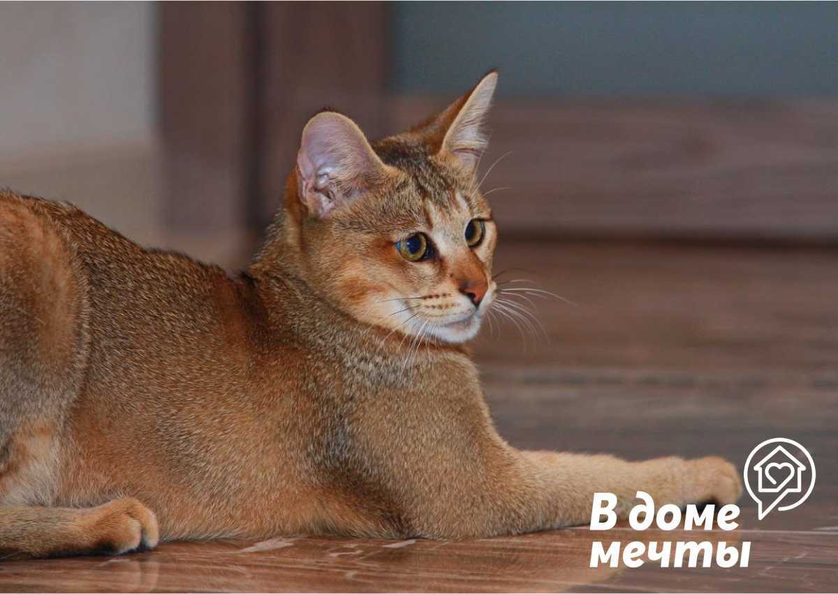 Самая дорогая порода кошек (фото): "золотые" мурлыки - kot-pes