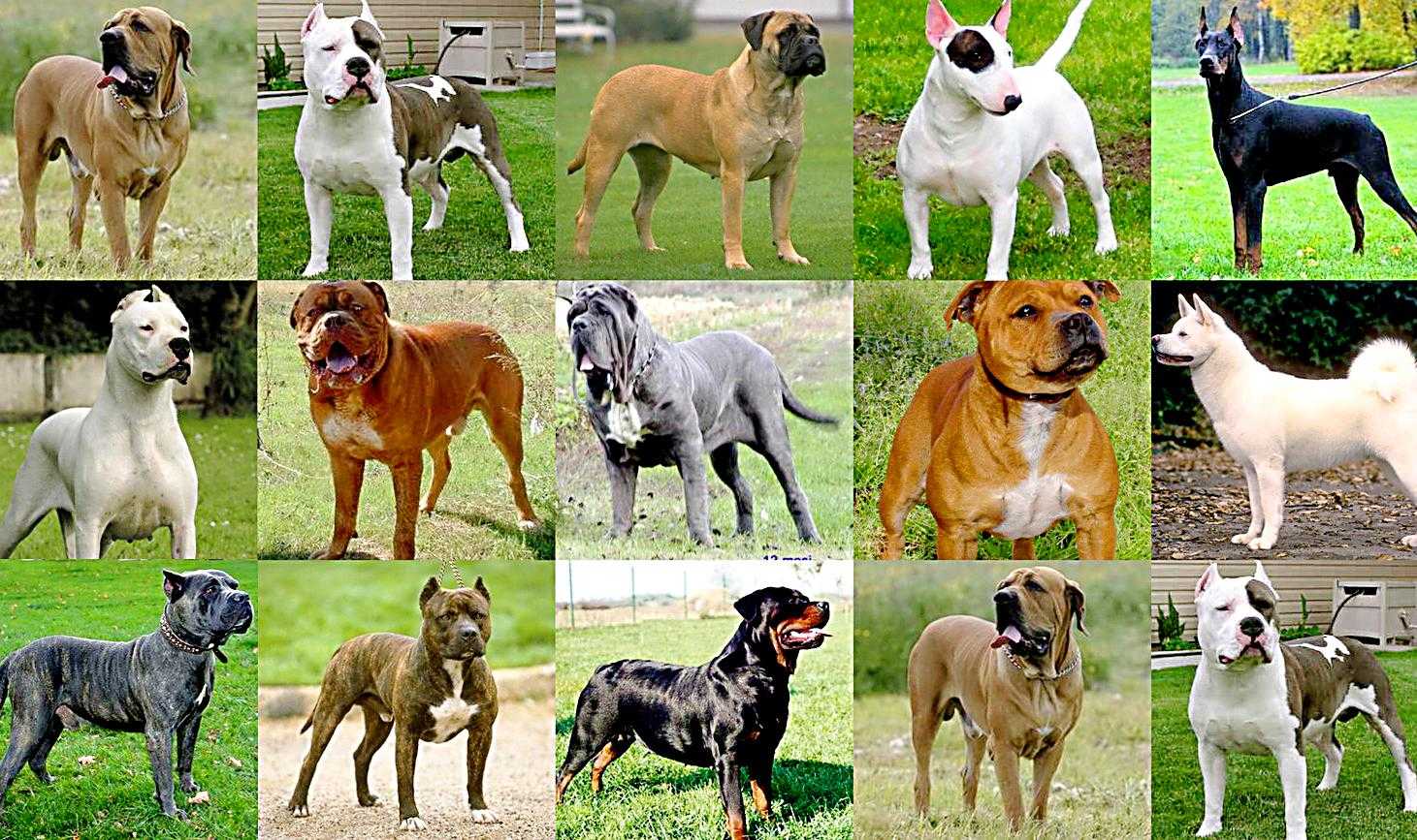Самые опасные породы собак в мире. топ 5 мест