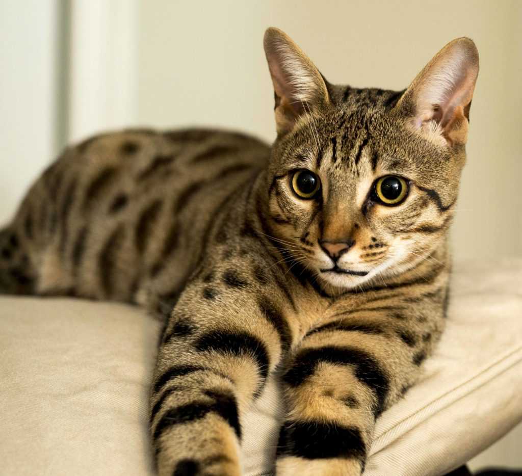 Самые дорогие кошки в мире с фотографиями и названиями: топ-10 элитных питомцев