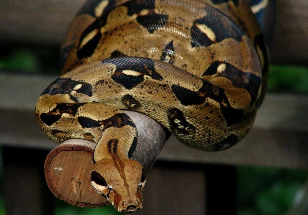 Самые длинные змеи в мире. 10 самых больших видов змей планеты - лучшие топ 10