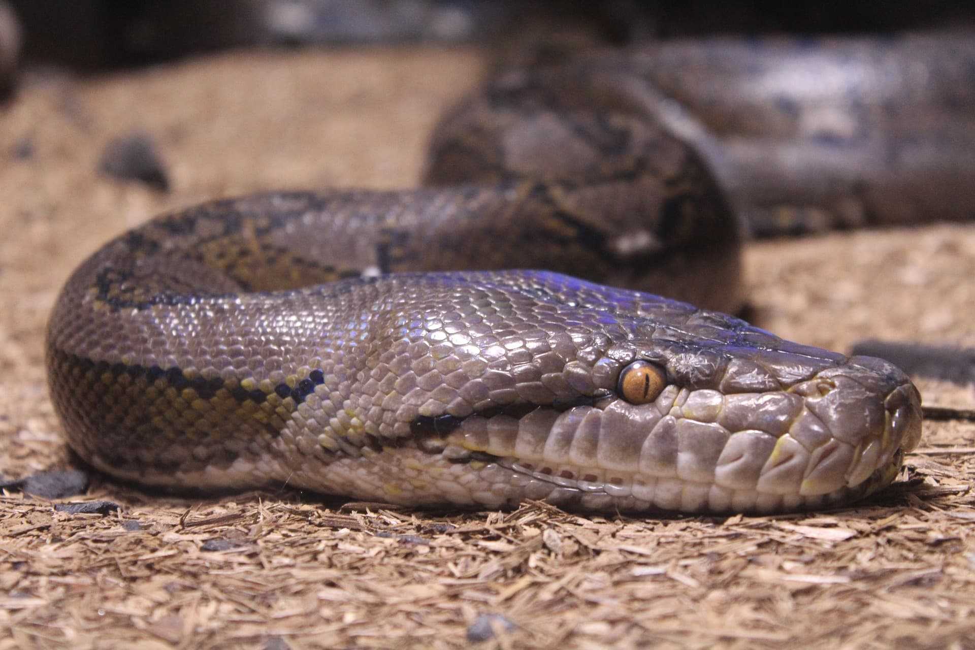 Какая самая ядовитая змея в мире 1, название, фото, видео