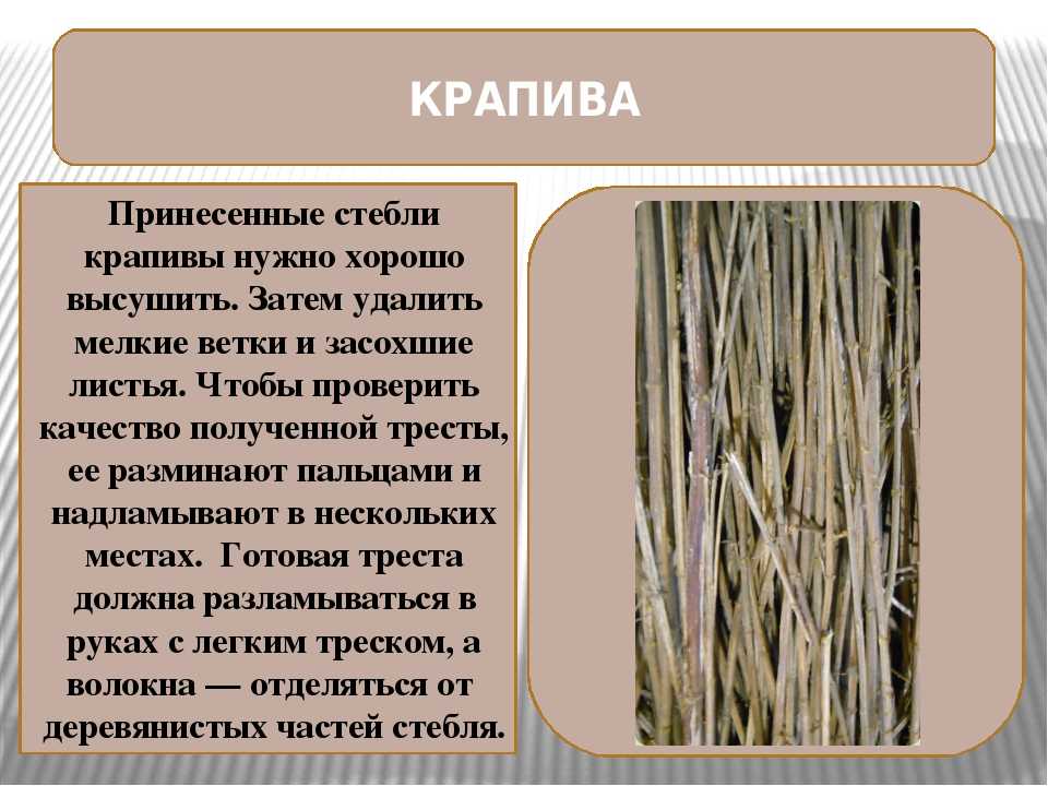 Древесные волокна у растений. Волокна ткани. Ткань из крапивы. Строение волокна льна. Ткани из растительных волокон.
