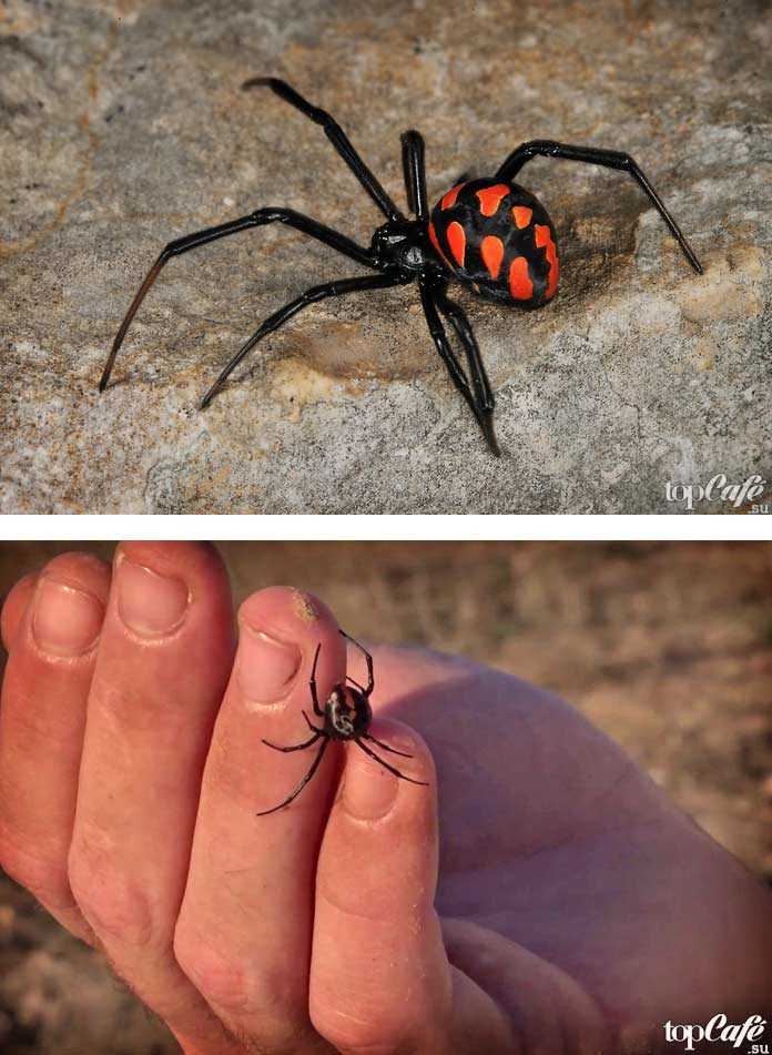 Самый большой паук в мире: топ-10 гигантов
