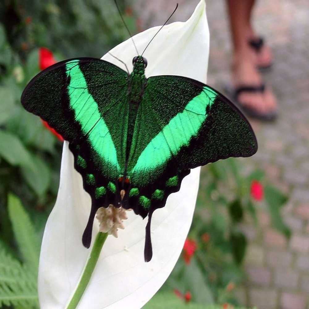 Самые красивые бабочки в мире: фото с названиями
