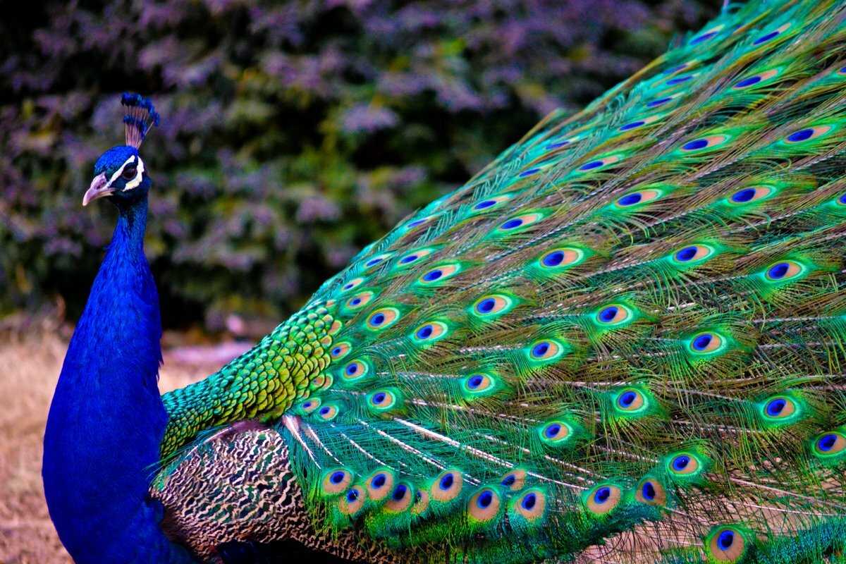 Топ-16 самых красивых птиц в мире: фото, названия, описание