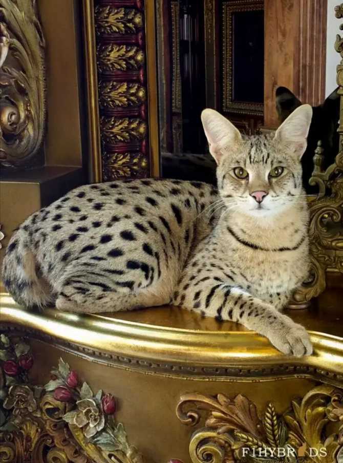 Самая дорогая кошка в мире: секреты породы саванна
