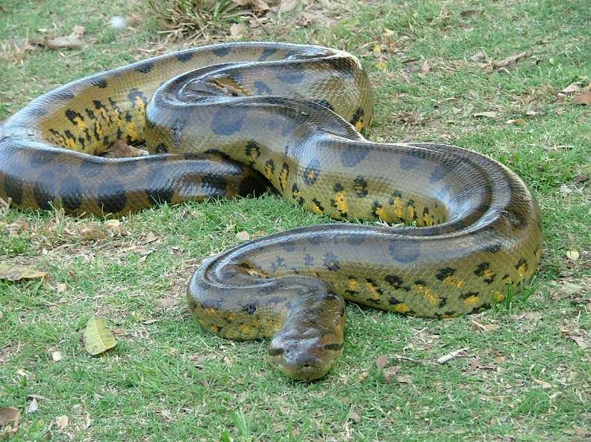 Самые дорогие змеи в мире: фотографии и описание