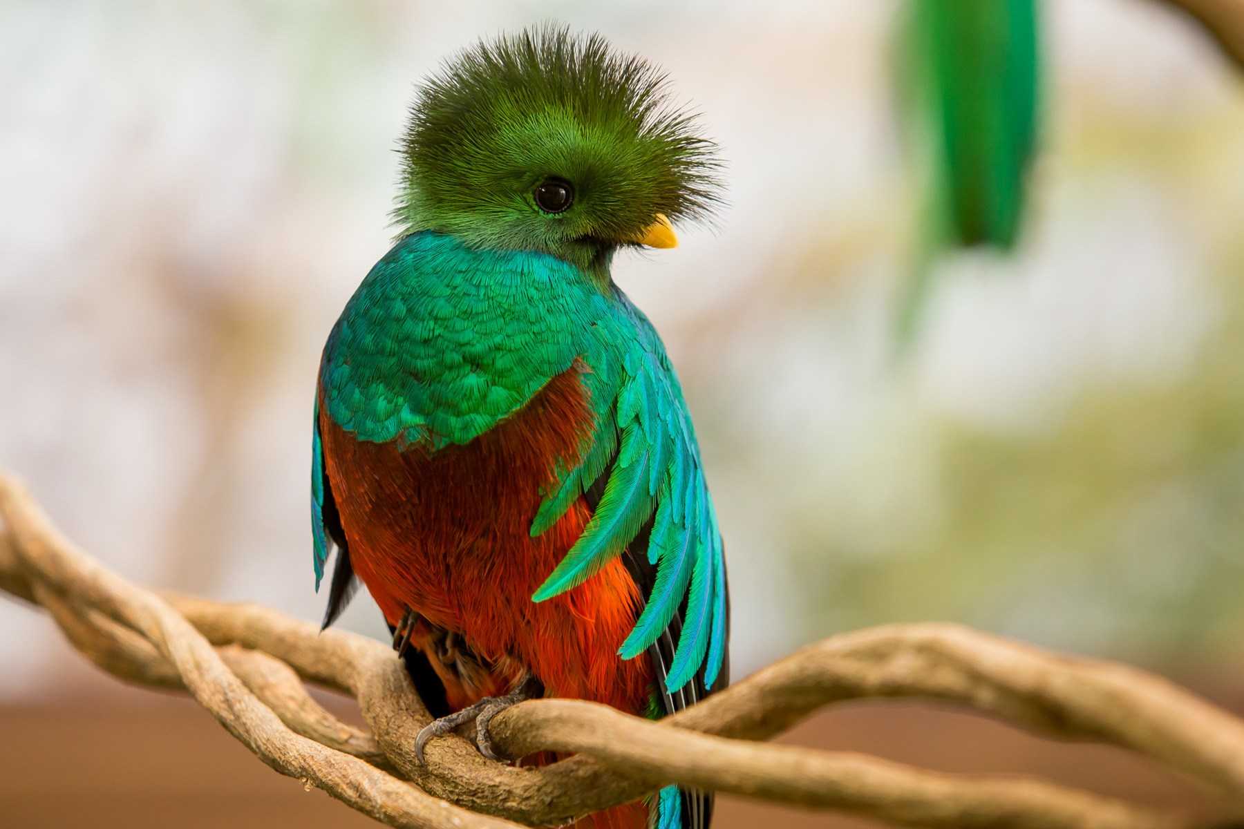Самые красивые птицы в мире ( + много фото)