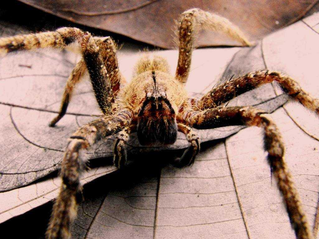 Самый опасный паук в мире (фото)