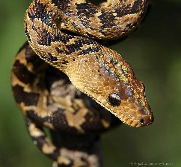 Самые длинные змеи в мире: фотографии, описание