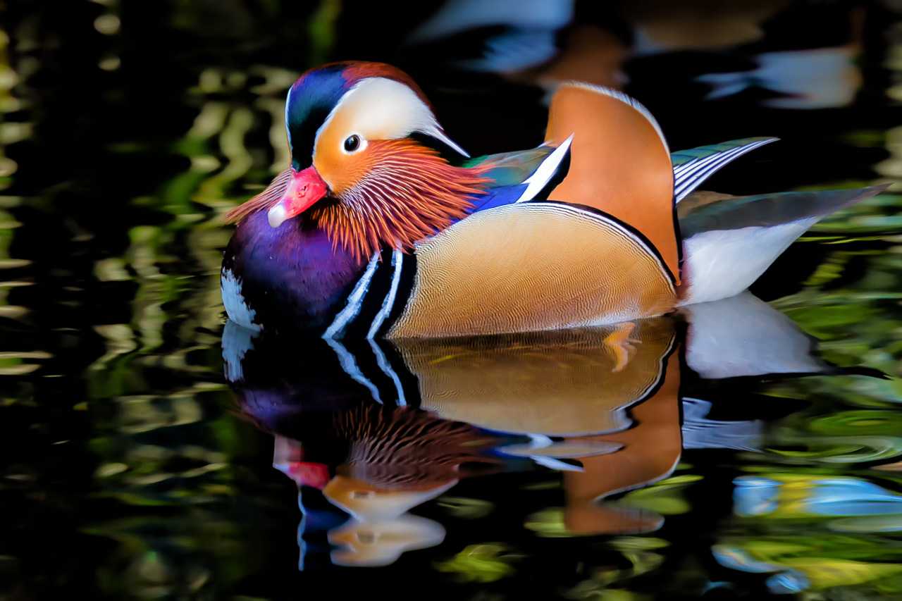 Самые красивые птицы мира — топ-25, фото
