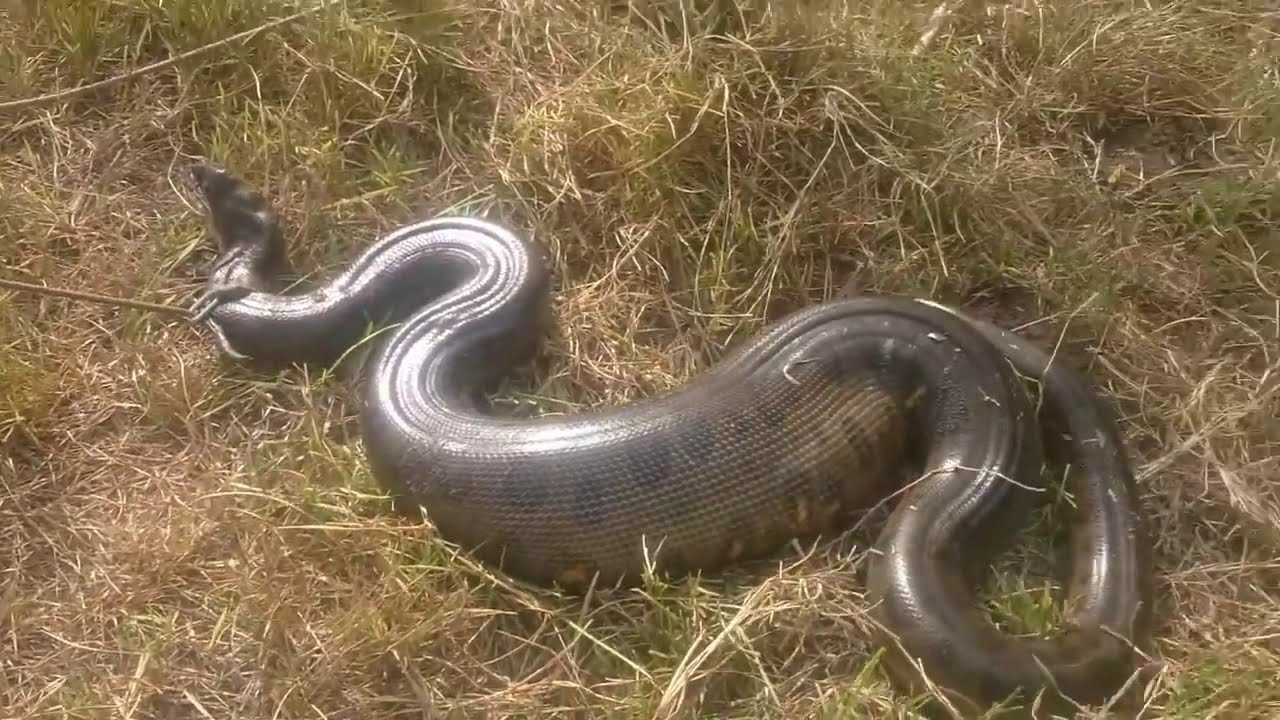 Топ 10 самые ядовитые змеи в мире