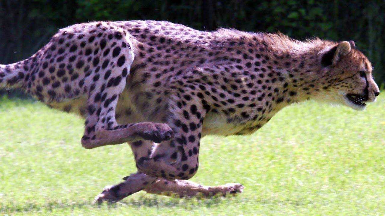10 самых быстрых представителей животного мира