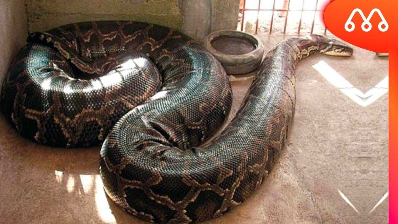 Рейтинг 10 самых ядовитых и опасных змей в мире