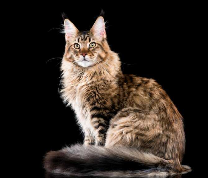 Самые дорогие породы кошек в мире: 7 элитных представителя мира кошачьих