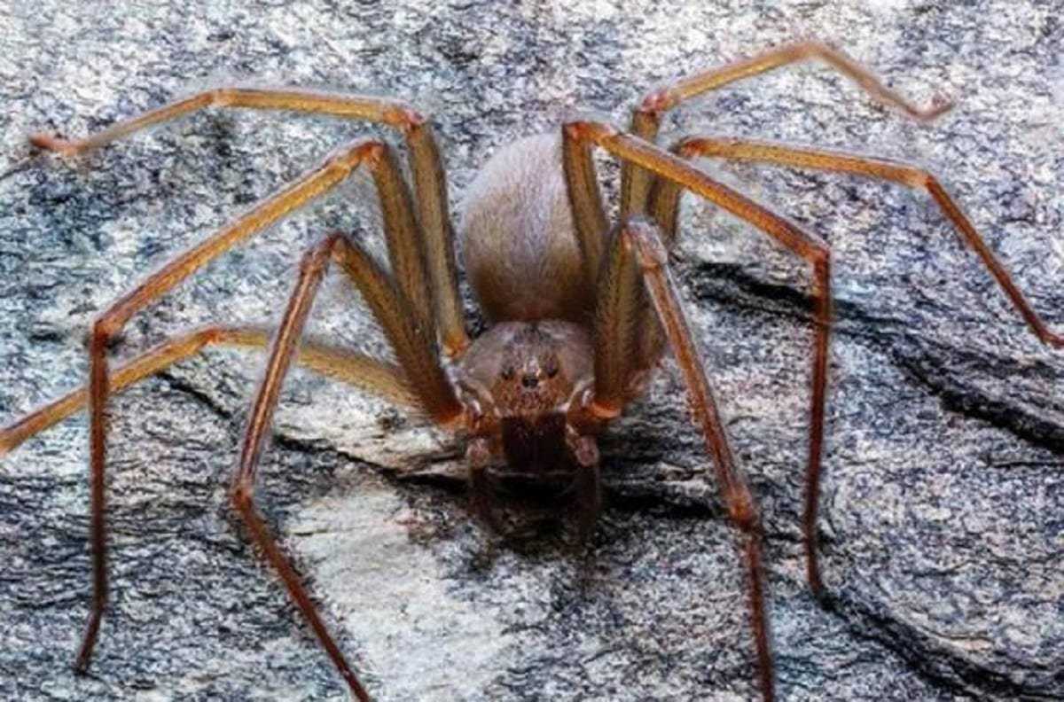 15 самых опасных пауков в мире - zefirka