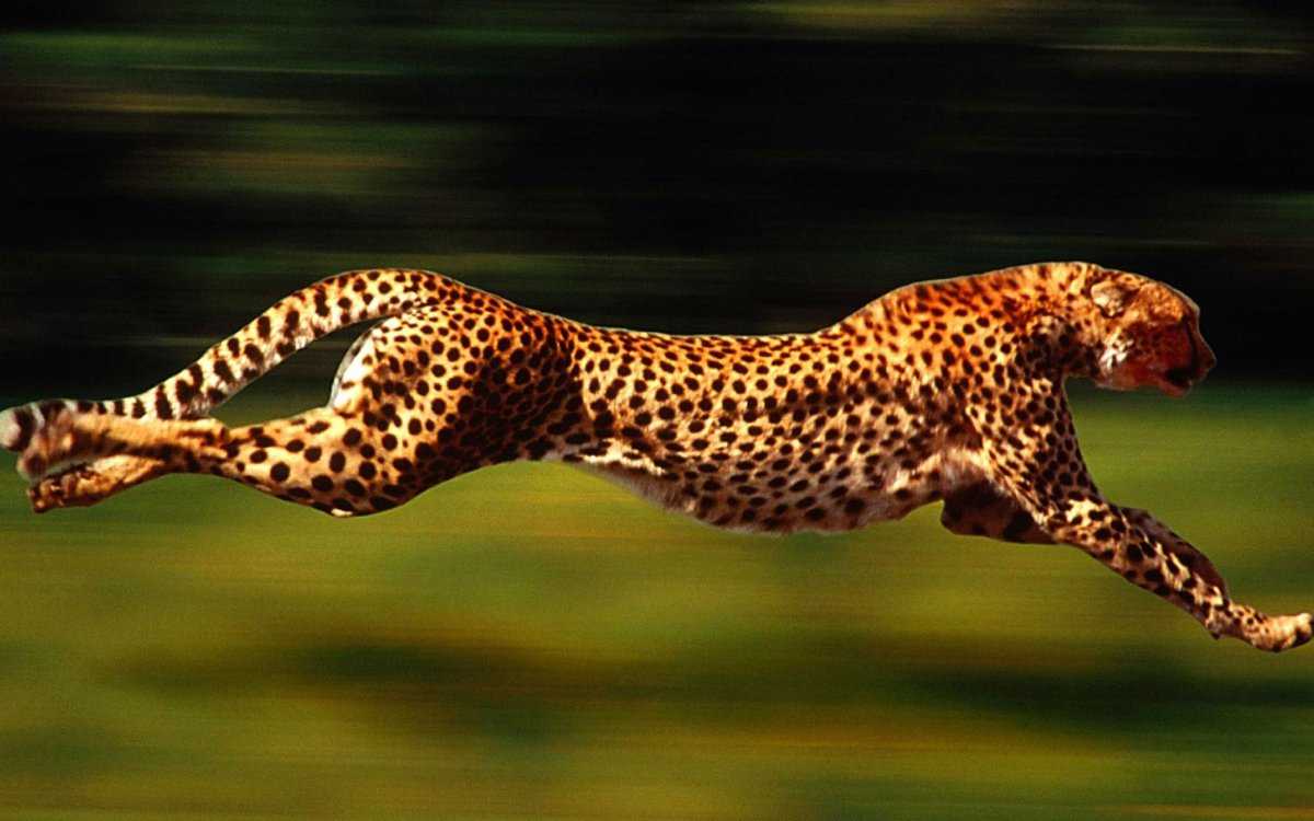 Топ-10 самых быстрых животных в мире: скорость, фото, описание