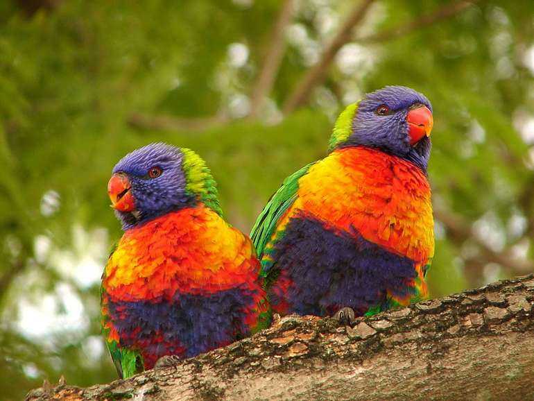 Самые красивые птицы в мире