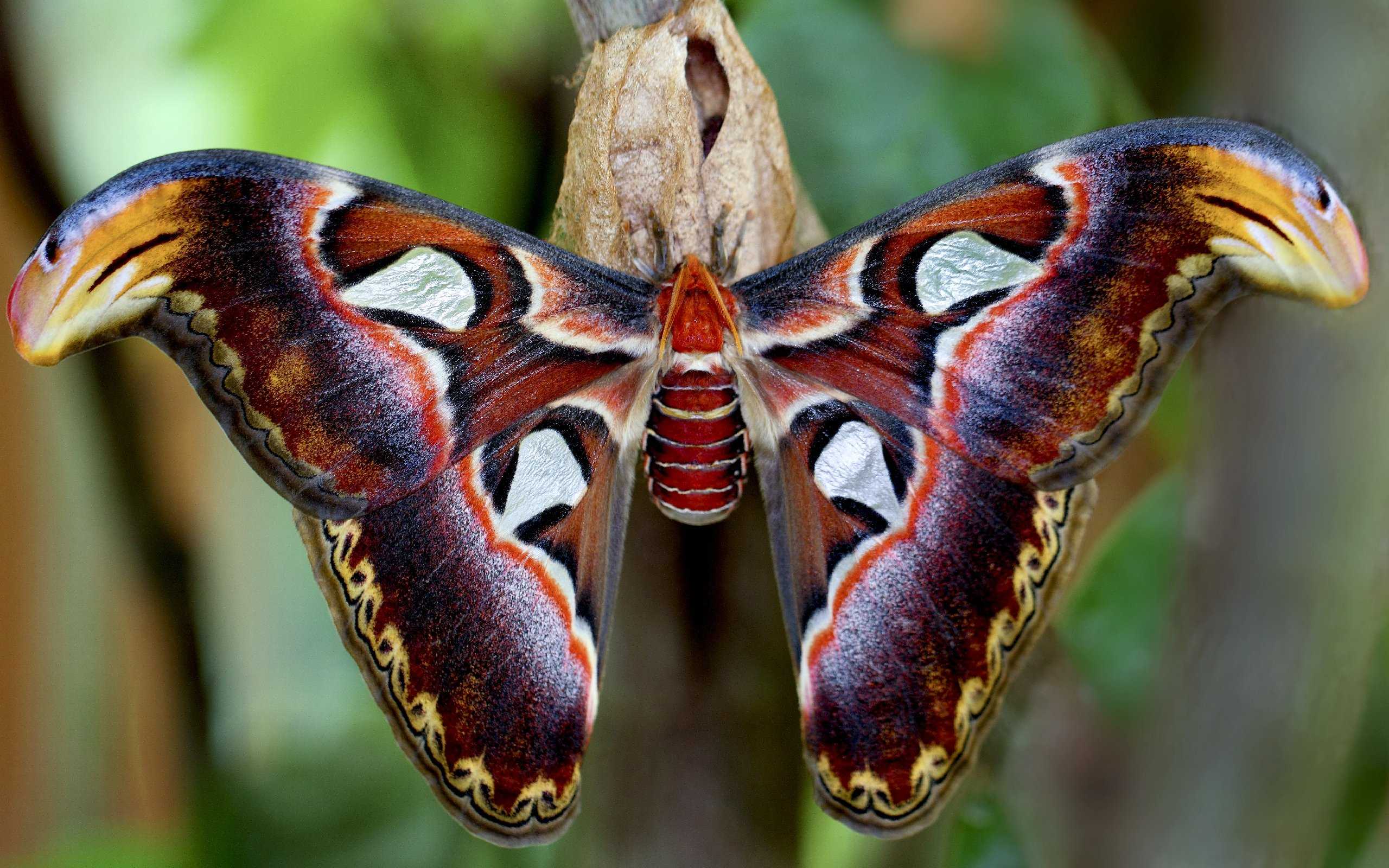 Самые маленькие бабочки в мире: топ-10 фото с названиями рекордсменок планеты