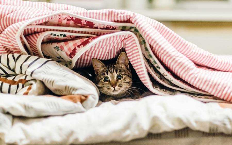 Постельное белье из микрофибры: отзывы, описание, плюсы и минусы