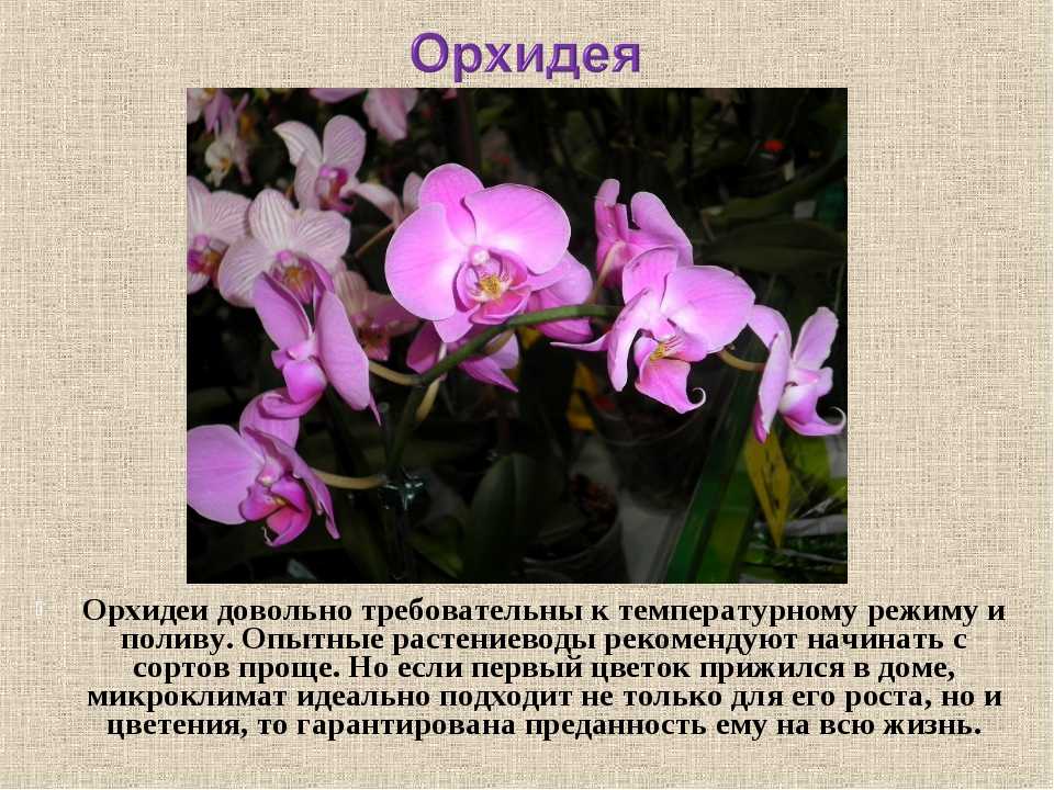 Тату орхидея: 100 лучших идей на фото, эскизы, значение