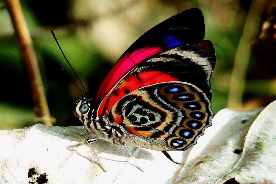 13 самых красивых бабочек в мире: названия, описание, фото, видео