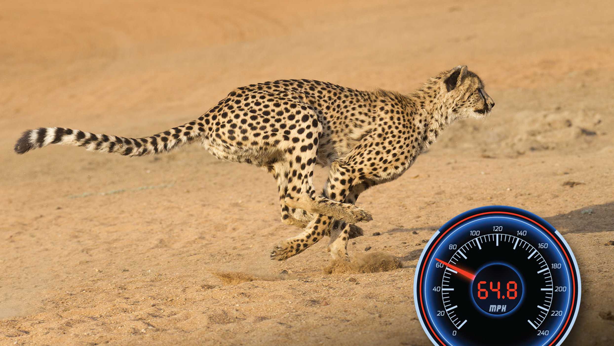 Какие животные в мире считаются самыми быстрыми 🌞